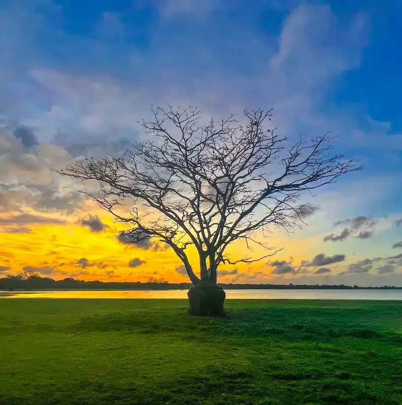 Point de vue nature Sri Lanka